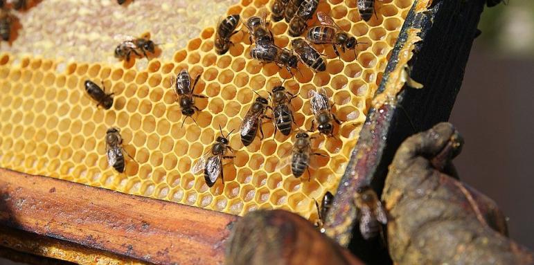 Издадоха шокиращи данни на Международния ден на пчелите