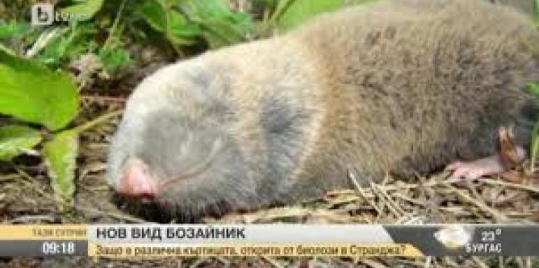 Откритият нов вид бозайник се среща само в Странджа планина