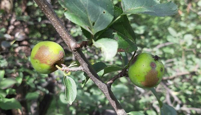 Ябълка на 4000 години откриха във Виена