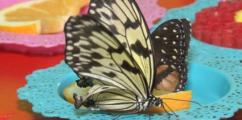 Десетки пеперуди са събрани под един покрив край Варна