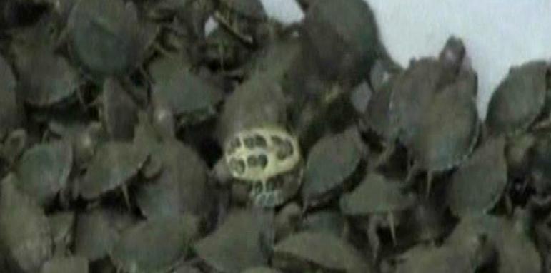 Индия спря контрабанда на над 10 000 костенурки