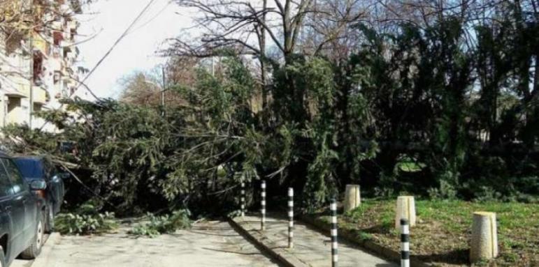 Силният вятър повали дърво в столичен парк 