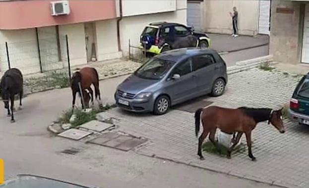 АБСУРД! Улични коне тормозят столичани