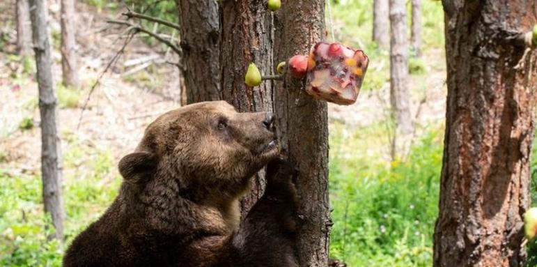 Сладоледи и парфюм захаросват живота на мечките в Белица