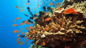 Откриха коралов риф в Адриатическо море