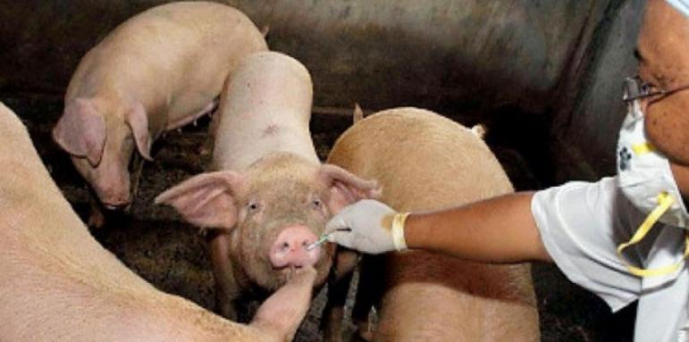 Засилен контрол по границите заради африканска чума по свинете