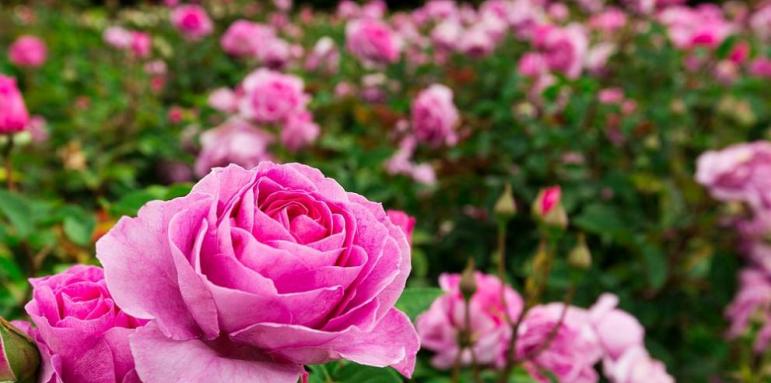 ЕК одобри 1 500 000 евро за отглеждане на маслодайни рози
