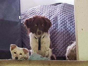 Благотворителна изложба помага на кучетя да си намерят своя дом