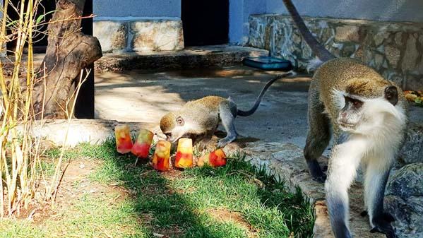Новородена маймунка е най-новият обитател на Зоопарка в Стара Загора
