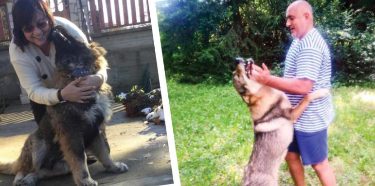Парола Мечо vs. Борко на изборите