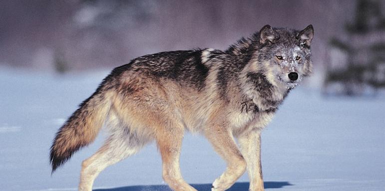 Вълк избяга от зоопарка, търсят го по улиците на Хасково