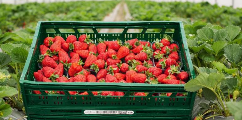 Kaufland предлага български плодове и зеленчуци от 16 региона