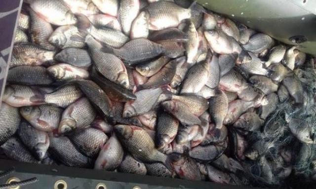 Конфискуваха 150 кг риба в Монтана