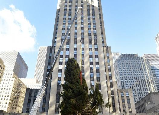 23-метрова елха украсява Ню Йорк (СНИМКИ)