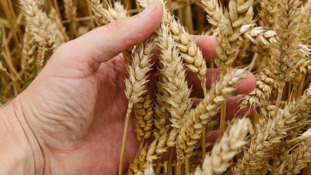 България на 11-то място в света по износ на жито