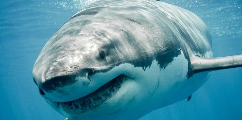 Зачестяват нападенията от акули