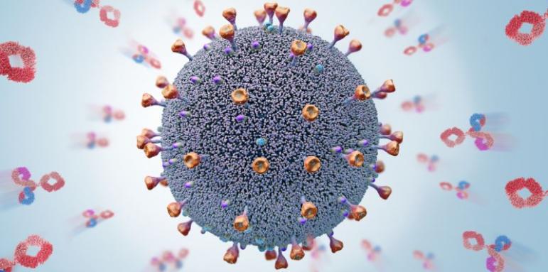 Откритие: Колко се задържа имунитетът след COVID?