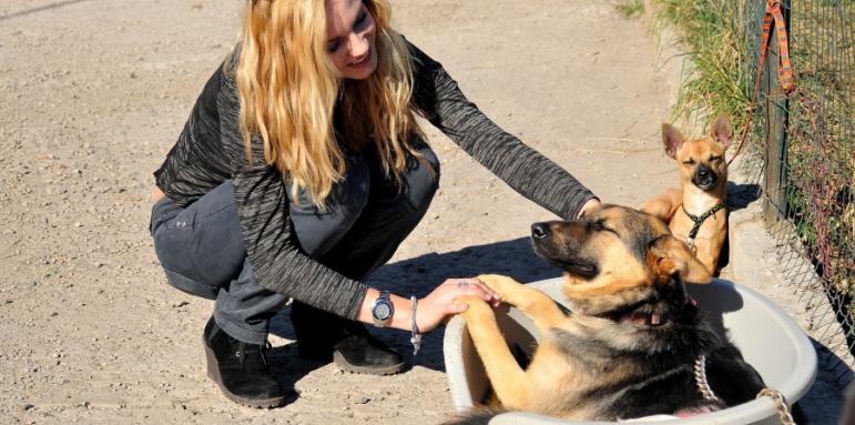Мис България прави къщички за бездомни кучета