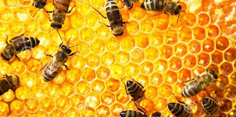 Какво става с пчелите? Смъртност над 50%