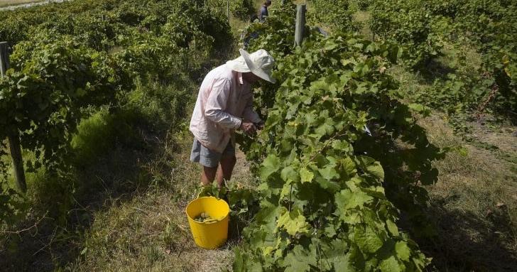 Карантината за българи удря гроздобера в Италия