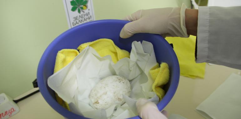 За първи път в Зоопарка в Стара Загора беше снесено яйце от лешояди