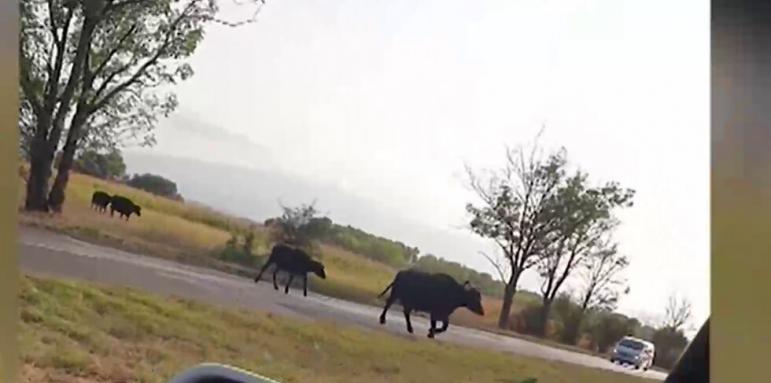 Кремиковци като Индия, крави се разхождат по пътя