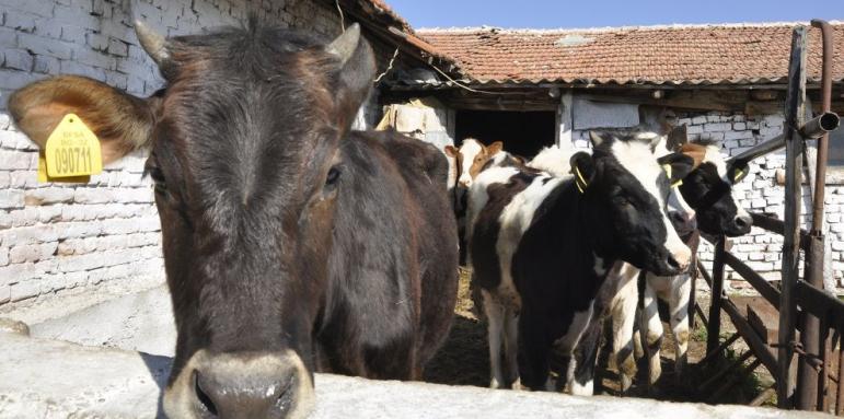 Голям проблем с българското мляко, фермерите колят животни