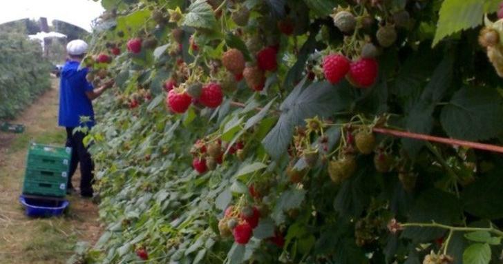 Канят 1000 украинци да берат малини в Лудогорието