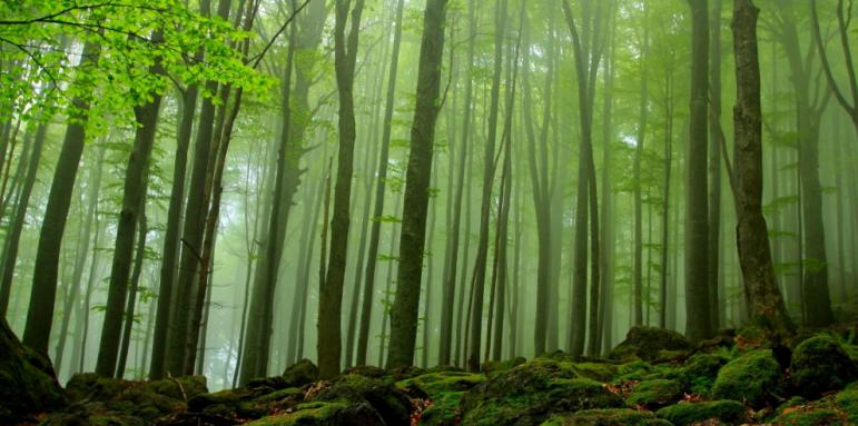 Лидер сме по опазване на вековни гори. Кои са най-старите дървета?